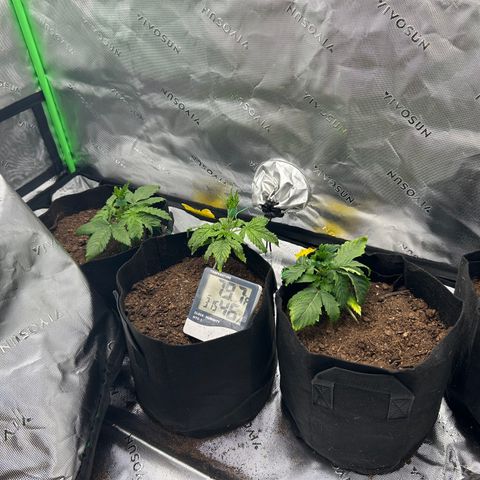 Northern Lights Automatic growlog timeline photo