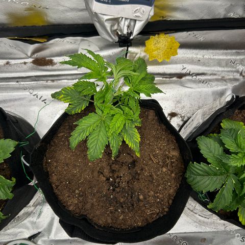 Northern Lights Automatic growlog timeline photo