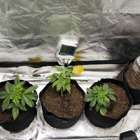 Northern Lights Automatic growlog timeline photo