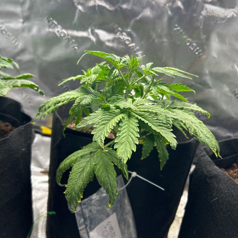 Northern Lights Automatic growlog timeline photo