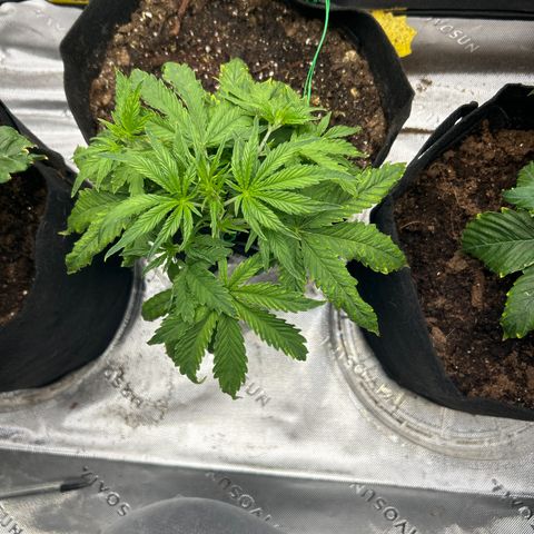 Northern Lights Automatic growlog timeline photo