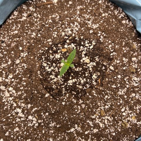 Sunset pheno #1  growlog timeline photo