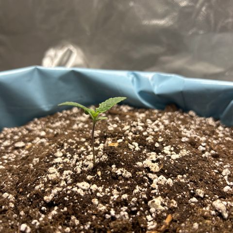 Sunset pheno #1  growlog timeline photo