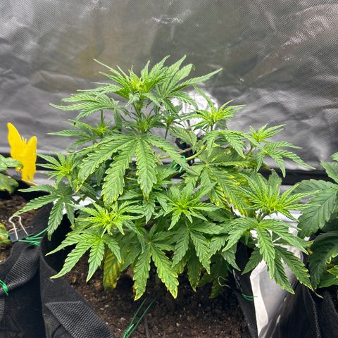 Northern Lights Automatic growlog timeline photo