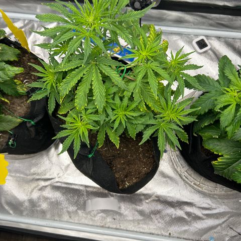 Northern Lights Automatic growlog timeline photo