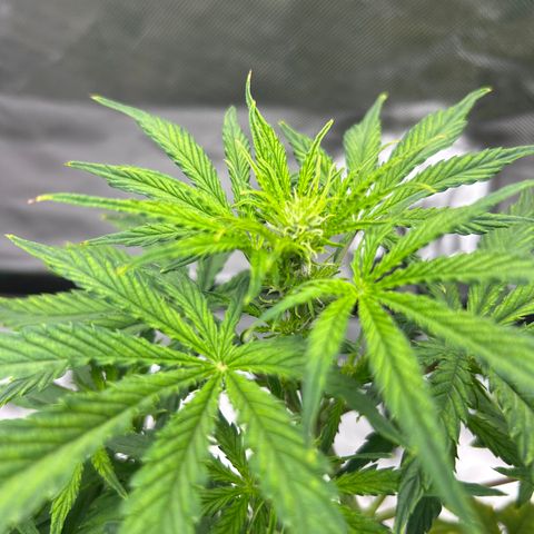 Northern Lights Automatic growlog timeline photo