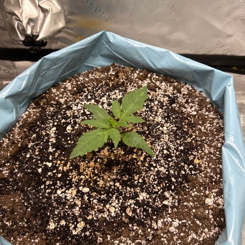 Sunset pheno #1  growlog timeline photo
