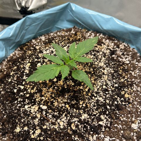 Sunset pheno #1  growlog timeline photo