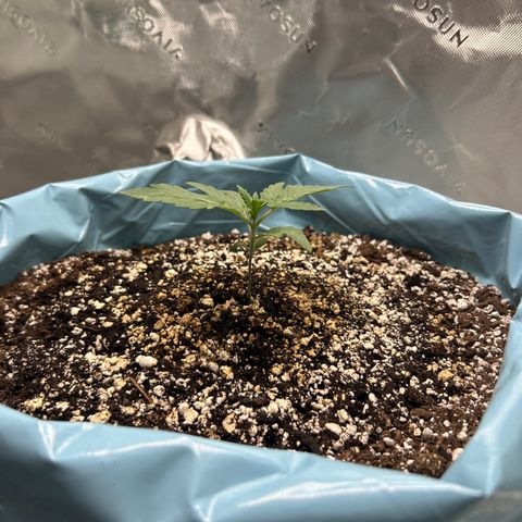Sunset pheno #1  growlog timeline photo