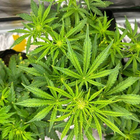 Northern Lights Automatic growlog timeline photo