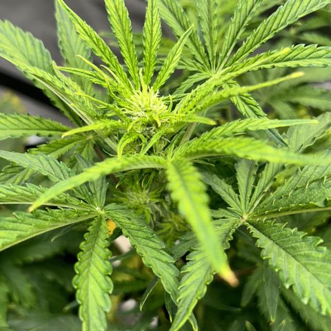 Northern Lights Automatic growlog timeline photo