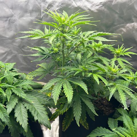 Northern Lights Automatic growlog timeline photo