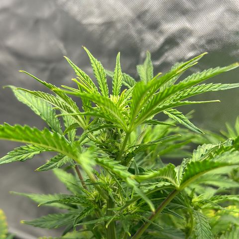 Northern Lights Automatic growlog timeline photo