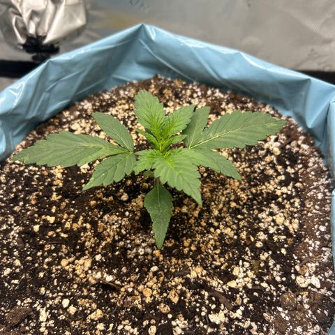 Sunset pheno #1  growlog timeline photo