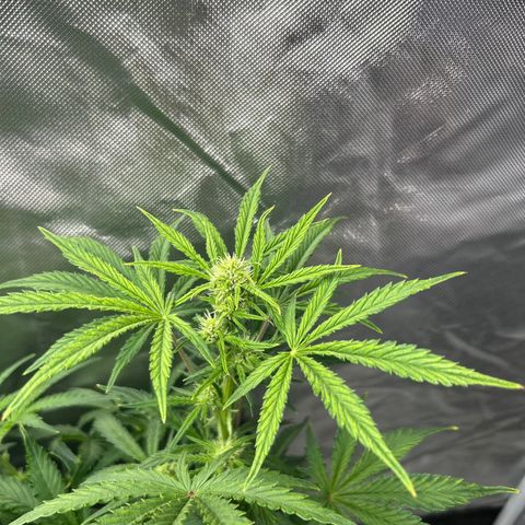 Northern Lights Automatic growlog timeline photo