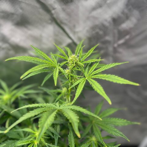 Northern Lights Automatic growlog timeline photo