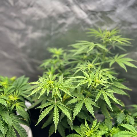 Northern Lights Automatic growlog timeline photo