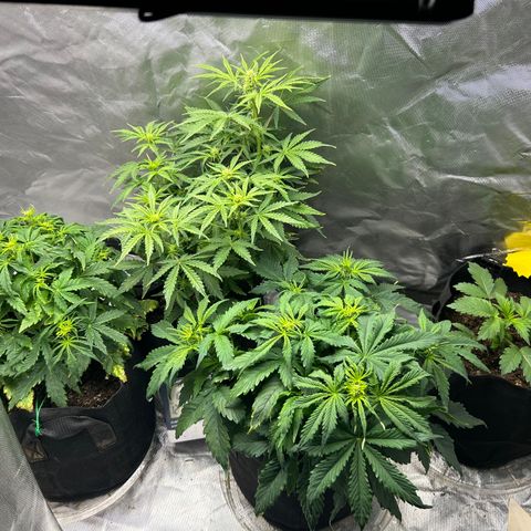 Northern Lights Automatic growlog timeline photo
