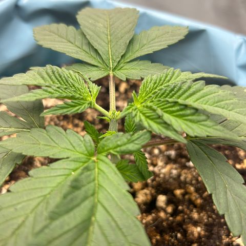 Sunset pheno #1  growlog timeline photo