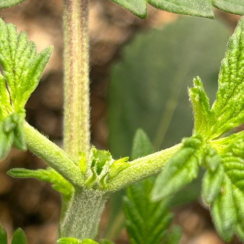 Sunset pheno #1  growlog timeline photo