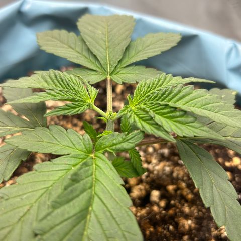 Sunset pheno #1  growlog timeline photo