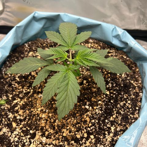 Sunset pheno #1  growlog timeline photo