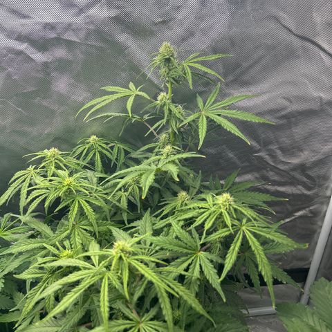 Northern Lights Automatic growlog timeline photo