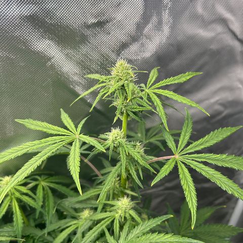 Northern Lights Automatic growlog timeline photo