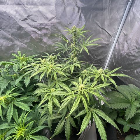 Northern Lights Automatic growlog timeline photo