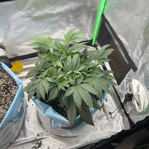 Sunset pheno #1  growlog timeline photo