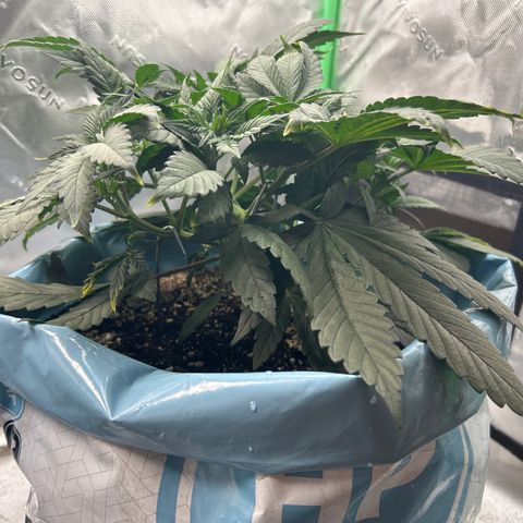 Sunset pheno #1  growlog timeline photo
