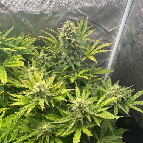 Northern Lights Automatic growlog timeline photo