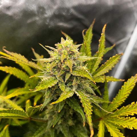 Northern Lights Automatic growlog timeline photo