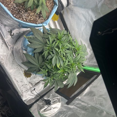 Sunset pheno #1  growlog timeline photo