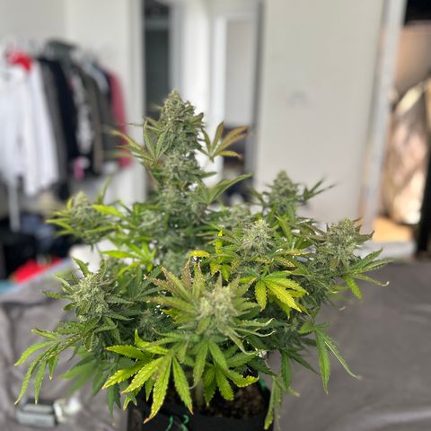Northern Lights Automatic growlog timeline photo