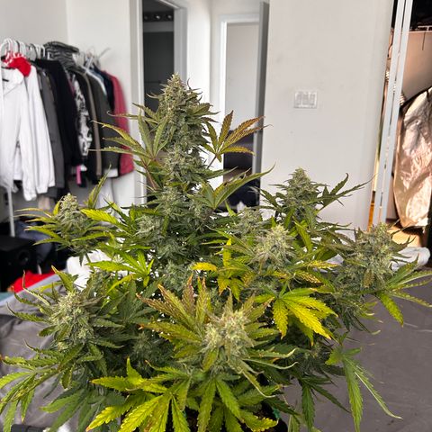 Northern Lights Automatic growlog timeline photo
