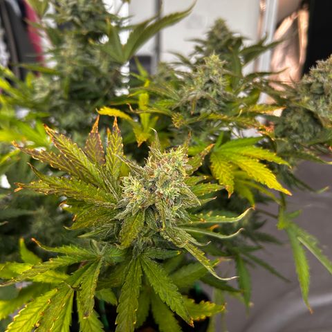 Northern Lights Automatic growlog timeline photo
