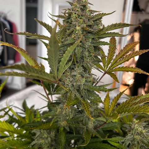 Northern Lights Automatic growlog timeline photo