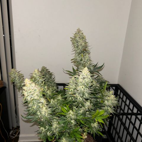 Northern Lights Automatic growlog timeline photo