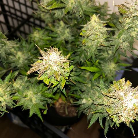 Northern Lights Automatic growlog timeline photo