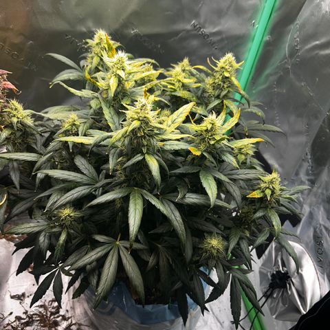 Bakers Delight auto growlog timeline photo