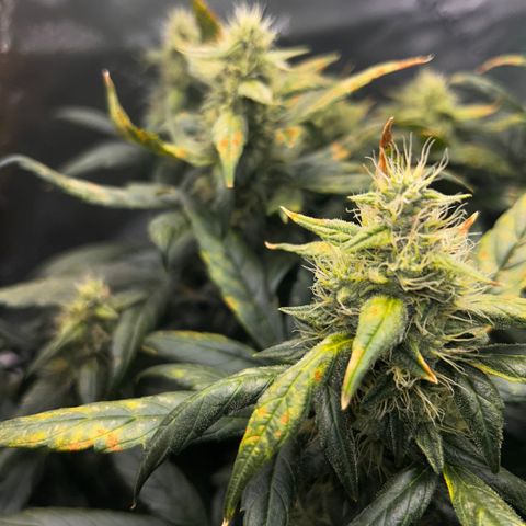Bakers Delight auto growlog timeline photo