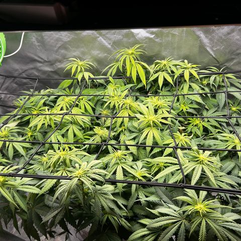 Sunset pheno #1  growlog timeline photo