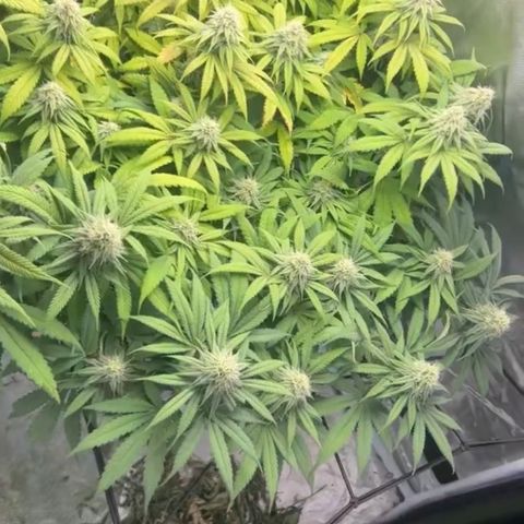 Sunset pheno #1  growlog timeline photo