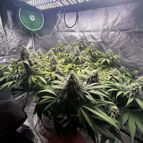 Sunset pheno #1  growlog timeline photo