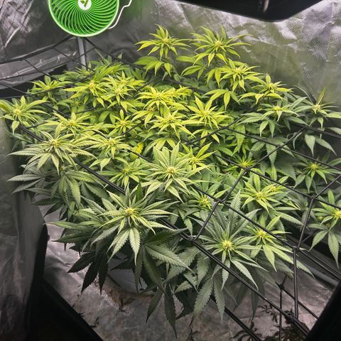 Sunset pheno #1  growlog timeline photo