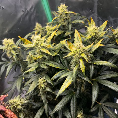 Bakers Delight auto growlog timeline photo