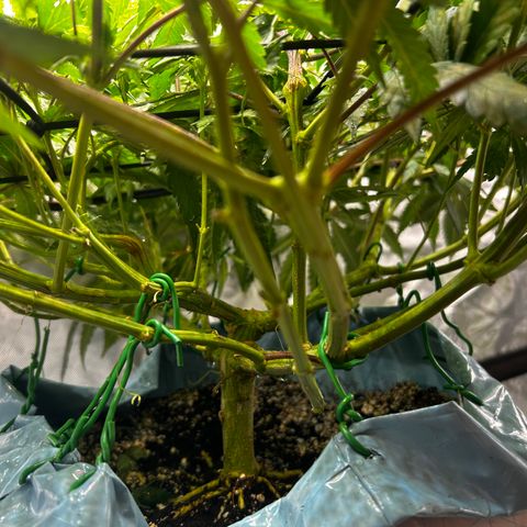 Sunset pheno #1  growlog timeline photo