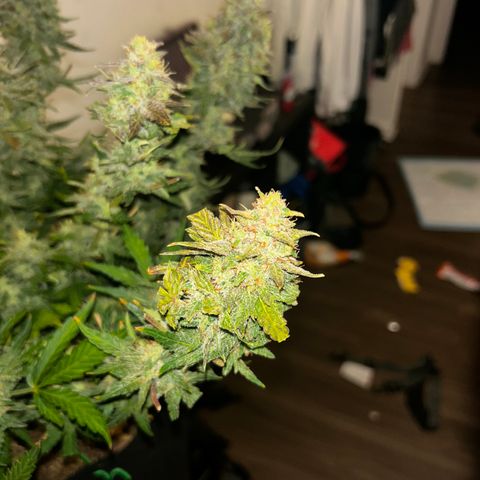 Northern Lights Automatic growlog timeline photo
