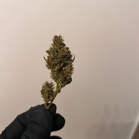 Northern Lights Automatic growlog timeline photo